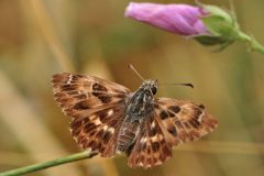 DSC_0542-2016-8-2-Carcharodus-alceae-Bastia-Mondovi-scaled