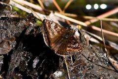 DSC_0679-2022-6-5-Erynnis-tages-via-Pampalu-Urbiano-iNat1-2