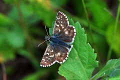 Pyrgus carlinae, Cesana (TO), 15.8.2016