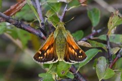 DSC_2644-2020-9-6-Hesperia-comma-f.-Caselette-SIC-scaled