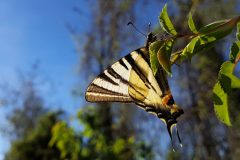 Iphiclides podalirius (Podalirio), San Bernardo, Bastia Mondovì (CN), 13.4.2017