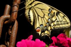 Papilio machaon, (Macaone), Rivoli (TO), 12.5.2013