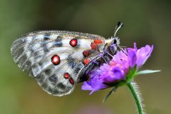 Parnassius apollo (f), Cesana, 15.8.2016