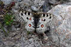 Parnassius apollo (Apollo) (f), Rochemolles, 14.7.2022