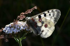 Parnassius apollo (Apollo) (m), Malciaussia, 7.8.2020