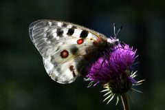 Parnassius apollo (Apollo) (f), Ala di Stura, 19.8.2018