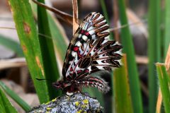 Zerynthia polissena (Polissena), Milanere, 3.3.2019