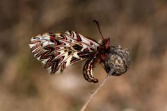 Zerynthia polissena (Polissena), Milanere, 3.3.2019