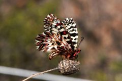 Zerynthia polissena (Polissena), Milanere, 3.3.2019