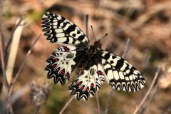 Zerynthia polissena (Polissena), Milanere, 3.3.2019