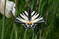 Iphiclides podalirius (Podalirio), Valdellatorre (TO), 27.4.2019