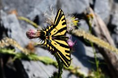 Papilio alexanor, (Alexanor), Valdieri, 30.6.2019 