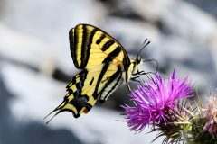 Papilio alexanor, (Alexanor), Valdieri, 30.6.2019 