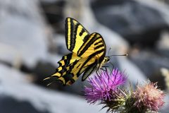 Papilio alexanor, (Alexanor),  Valdieri, 30.6.2019 