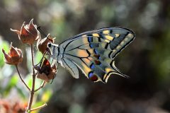 Papilio machaon, (Macaone), Lecchiore (IM), 16.7.2019