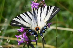 Iphiclides podalirius (Podalirio), Colle del Lys, (TO), 24.7.2019