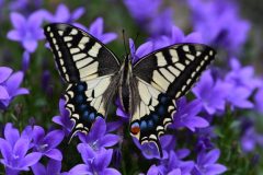 Papilio machaon, (Macaone), Rivoli (TO), 27.4.2020