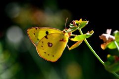 2018-7-13-Colias-crocea-f-Saint-Raphael-F-scaled