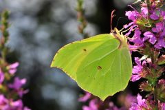 DSC_0291-2016-8-17-Gonepteryx-rhamni-La-Cassa-scaled