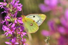 DSC_0316-2016-8-17-Colias-croceus-f.-helice-f-La-Cassa