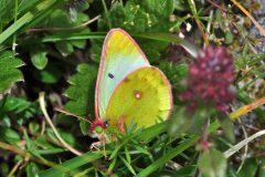 DSC_0474-2014-8-17-Colias-phicomone-Rif.-Soardi-Vallone-Sea-iNat1-scaled