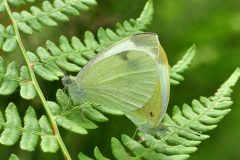 DSC_0682-2016-8-4-Pieris-Valdieri-scaled