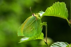 DSC_0793-2023-7-12-Gonepteryx-cleopatra-Viozene-CN-iNat-scaled