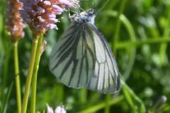 DSC_0827-2022-6-12-Pieris-bryoniae-Strada-Chiomonte-Frais-iNat1