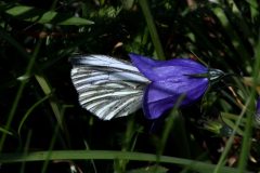 DSC_0847-2022-6-12-Pieris-bryoniae-Strada-Chiomonte-Frais-iNat1-scaled