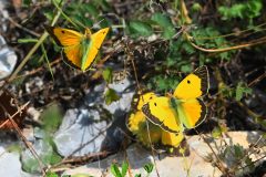 DSC_1503-2018-7-27-Colias-crocea-2m-1-f-Valdieri-scaled