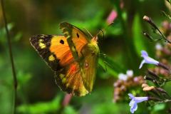 DSC_1551-2018-7-27-Colias-crocea-Valdieri-f