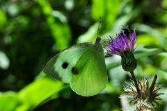 DSC_15921-Pieris-brassicae-Digne-F