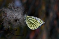 DSC_2731-2021-3-28-Pieris-napi-m.-1a-gen.-Rivoli-iNat1-scaled