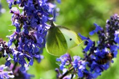 DSC_3434-2021-5-5-Pieris-rapae-GdF-IC-Levi-Cascine-Vica-Rivoli-iNat1-bis-scaled