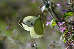 DSC_4607-2018-10-3-Pieris-brassicae-Rosta-scaled