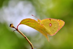 DSC_4984-2012-8-26-Colias-crocea-Marcon-VE-scaled