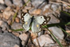 DSC_5981-2022-10-7-Colias-crocea-f-forma-helice-Villatella-verso-Grammondo-iNat1