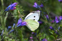 DSC_6017-2019-6-21-Pieris-brassicae-m-Strada-per-Balbiere-scaled