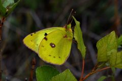 DSC_6594-2021-7-14-Colias-alfacariensis-Valdieri-iNat1-2-scaled