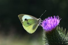 DSC_7727-2019-7-24-Pieris-brassicae-Colle-del-Lys-scaled