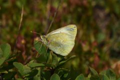 DSC_8850-Colias-palaeno-Moncenisio-scaled