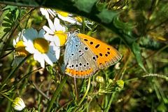 2021-5-27-Lycaena-dispar-cell-Clavesana-iNat3