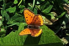 2021-5-28-Lycaena-dispar-Clavesana-cell-iNat1