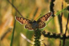 DSC_0031-2013-9-1-Lycaena-tityrus-m-Roncaglia-TO