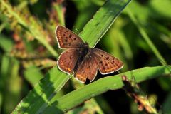 DSC_0032-2013-9-1-Lycaena-tityrus-m-Roncaglia-TO