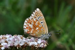 DSC_0049-2016-8-15-Polyommatus-coridon-f-Cesana-iNat-scaled