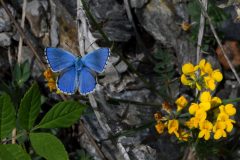 DSC_0272-2022-5-22-Polyommatus-bellargus-strada-per-Balbiere-iNat-scaled