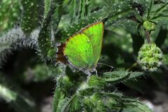 DSC_0329-022-5-22-Callophrys-rubi-strada-per-Balbiere