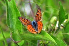 DSC_0336-Lycaena-alciphron-maschio