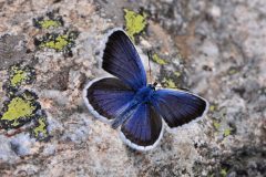 DSC_0410-2014-7-20-Plebejus-argus-SantAnna-di-Valdieri-verso-Rif.-L.-Bianco-scaled